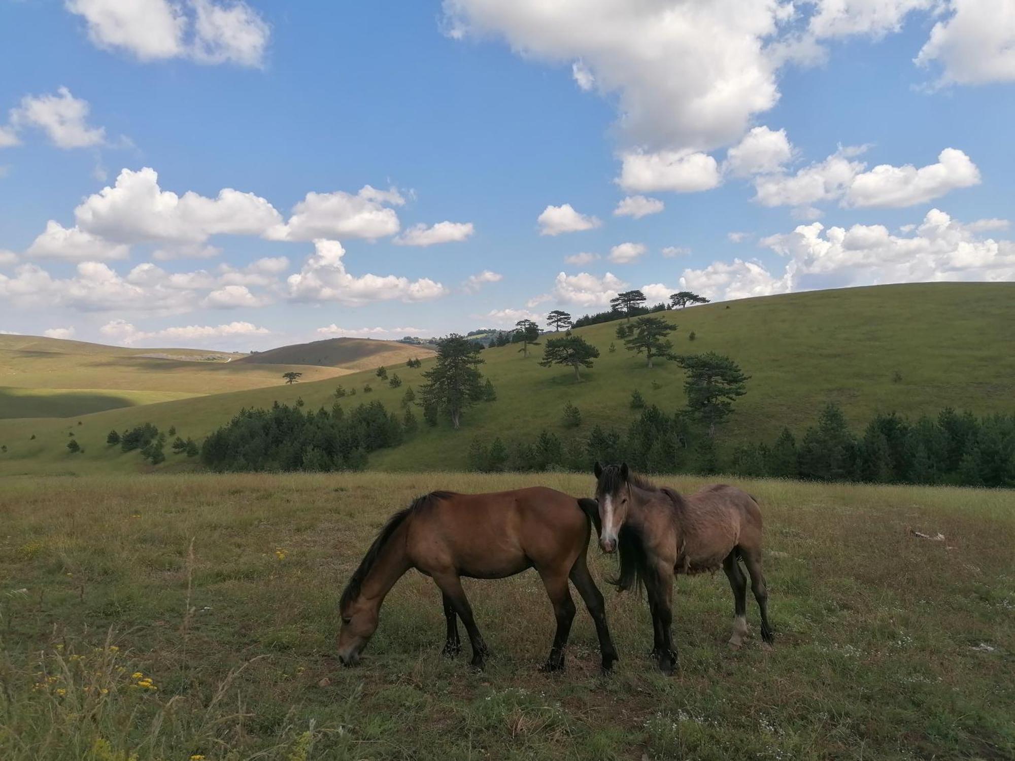 فيلا Zlatibor Brvnara Mir المظهر الخارجي الصورة